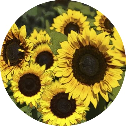 Screen Door Magnets Double Sided – Keep People, Kids, and Dogs from Running into a Screen Door. Saver - Robbins Aria Beautiful Sunflowers - color: Beautiful Sunflowers
